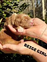Sadie, a female Miniature Goldendoodle for sale in Travelers Rest, SC – Photo 2 of 6
