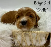 Sadie, a female Miniature Goldendoodle for sale in Travelers Rest, SC – Photo 4 of 6