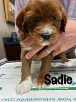 Sadie, a female Miniature Goldendoodle for sale in Travelers Rest, SC – Photo 6 of 6