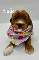Sadie, a female Miniature Goldendoodle for sale in Travelers Rest, SC – Photo 5 of 6