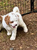 Sage, a female Golden Mountain Doodle for sale in Travelers Rest, SC – 3 of 7