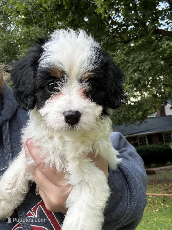 Red Boy – Cavapoo puppy for sale in Travelers Rest, SC