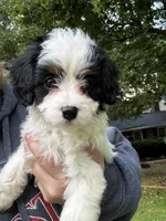 Red Boy, a male Cavapoo for sale in Travelers Rest, SC – 1 of 7