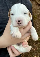 Milo, a male Miniature Goldendoodle for sale in Travelers Rest, SC – Photo 2 of 6