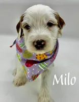 Milo, a male Miniature Goldendoodle for sale in Travelers Rest, SC – Photo 4 of 6
