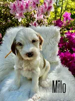 Milo, a male Miniature Goldendoodle for sale in Travelers Rest, SC – Photo 6 of 6