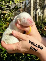 Milo, a male Miniature Goldendoodle for sale in Travelers Rest, SC – Photo 3 of 6