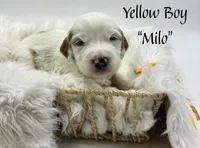 Milo, a male Miniature Goldendoodle for sale in Travelers Rest, SC – Photo 5 of 6