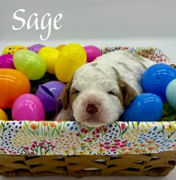 Sage, a female Golden Mountain Doodle for sale in Travelers Rest, SC – 5 of 7