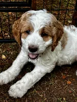 Pepper, a female Golden Mountain Doodle for sale in Travelers Rest, SC – 7 of 7