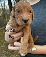 Cooper, a male Miniature Goldendoodle for sale in Travelers Rest, SC – Photo 3 of 5