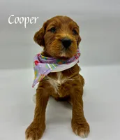 Cooper, a male Miniature Goldendoodle for sale in Travelers Rest, SC – Photo 4 of 5
