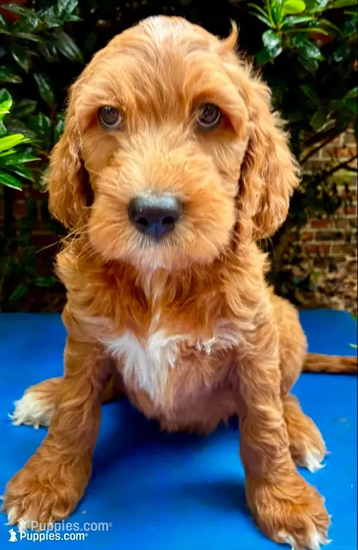 Cooper – Miniature Goldendoodle puppy for sale in Travelers Rest, SC