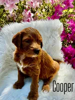 Cooper, a male Miniature Goldendoodle for sale in Travelers Rest, SC – Photo 1 of 5
