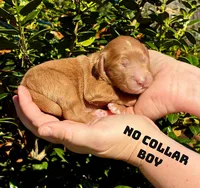 Cooper, a male Miniature Goldendoodle for sale in Travelers Rest, SC – Photo 2 of 5