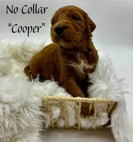 Cooper, a male Miniature Goldendoodle for sale in Travelers Rest, SC – Photo 5 of 5