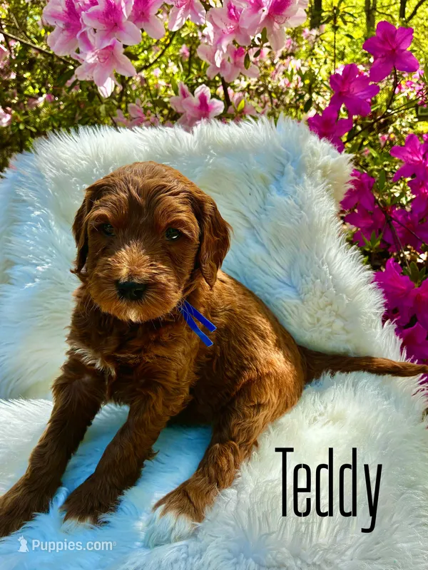 Teddy – Miniature Goldendoodle puppy for sale in Travelers Rest, SC