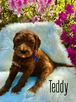 Teddy, a male Miniature Goldendoodle for sale in Travelers Rest, SC – Photo 1 of 6