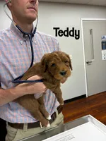 Teddy, a male Miniature Goldendoodle for sale in Travelers Rest, SC – Photo 6 of 6
