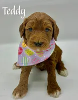 Teddy, a male Miniature Goldendoodle for sale in Travelers Rest, SC – Photo 4 of 6