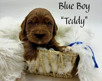 Teddy, a male Miniature Goldendoodle for sale in Travelers Rest, SC – Photo 5 of 6