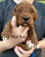 Teddy, a male Miniature Goldendoodle for sale in Travelers Rest, SC – Photo 3 of 6