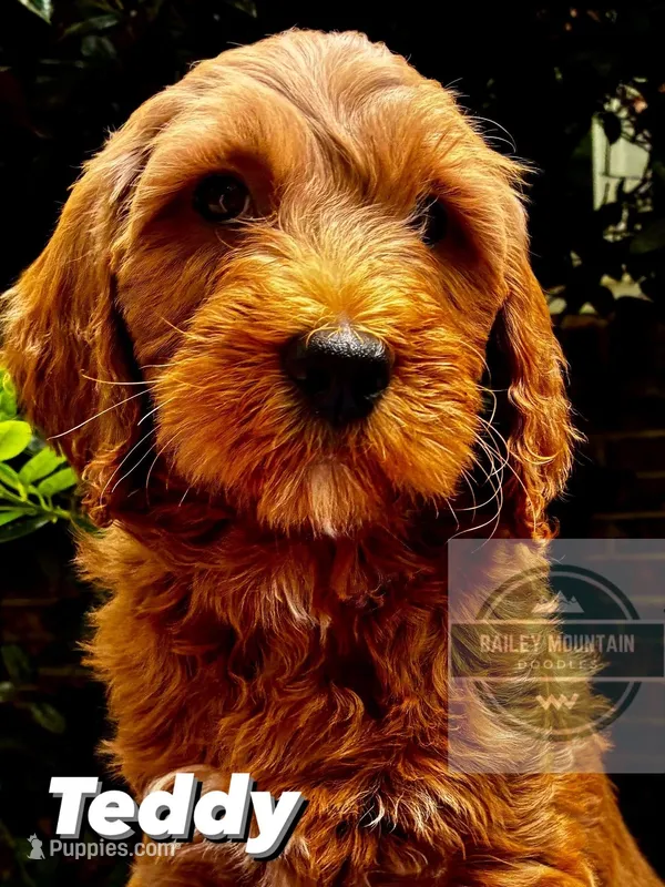 Teddy – Miniature Goldendoodle puppy for sale in Travelers Rest, SC
