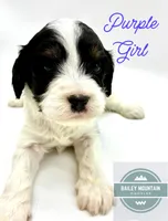 Purple Girl, a female Cavapoo for sale in Travelers Rest, SC – 3 of 7