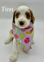 Finn, a male Miniature Goldendoodle for sale in Travelers Rest, SC – Photo 3 of 6