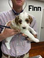 Finn, a male Miniature Goldendoodle for sale in Travelers Rest, SC – Photo 6 of 6