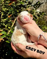 Finn, a male Miniature Goldendoodle for sale in Travelers Rest, SC – Photo 2 of 6