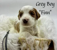 Finn, a male Miniature Goldendoodle for sale in Travelers Rest, SC – Photo 5 of 6