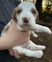 Finn, a male Miniature Goldendoodle for sale in Travelers Rest, SC – Photo 4 of 6