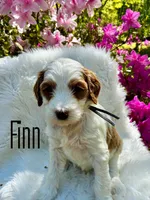 Finn, a male Miniature Goldendoodle for sale in Travelers Rest, SC – Photo 1 of 6