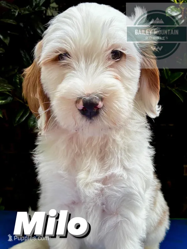 Milo – Miniature Goldendoodle puppy for sale in Travelers Rest, SC