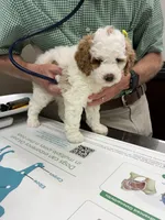 Sage, a female Golden Mountain Doodle for sale in Travelers Rest, SC – 2 of 7