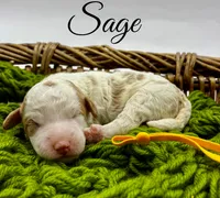 Sage, a female Golden Mountain Doodle for sale in Travelers Rest, SC – 7 of 7