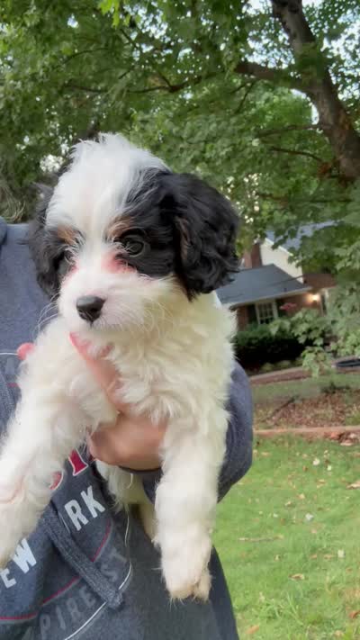 Red Boy, a male Cavapoo for sale in Travelers Rest, SC – 3 of 7