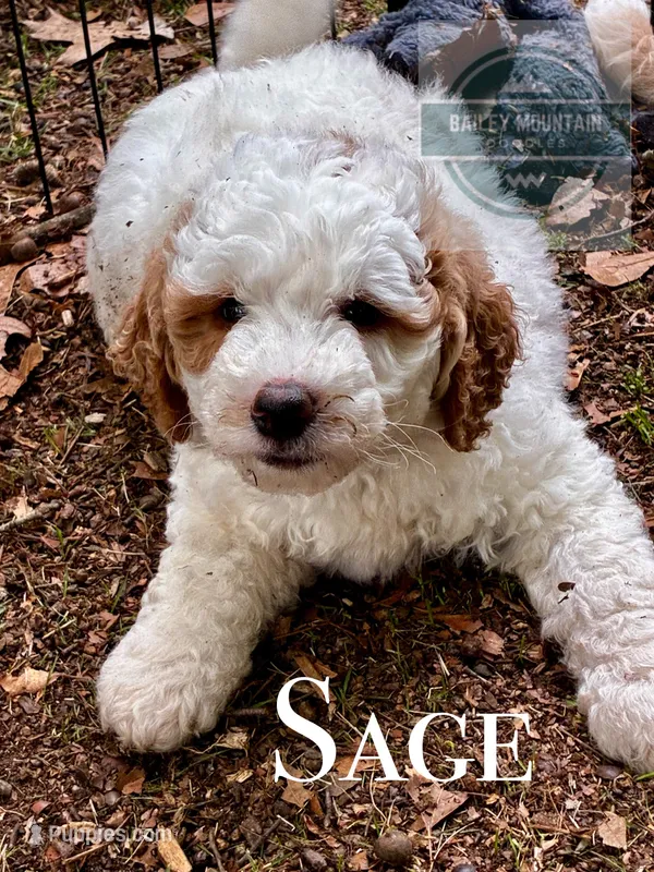 Sage – Golden Mountain Doodle puppy for sale in Travelers Rest, SC