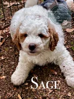 Sage, a female Golden Mountain Doodle for sale in Travelers Rest, SC – 1 of 7