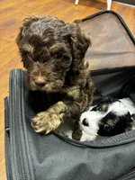 Blue Boy, a male Cavapoo for sale in Travelers Rest, SC – 8 of 8