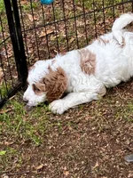Pepper, a female Golden Mountain Doodle for sale in Travelers Rest, SC – 5 of 7