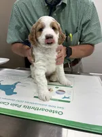 Pepper, a female Golden Mountain Doodle for sale in Travelers Rest, SC – 6 of 7