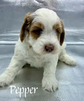Pepper, a female Golden Mountain Doodle for sale in Travelers Rest, SC – 2 of 7