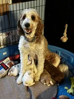 Sage, a female Golden Mountain Doodle for sale in Travelers Rest, SC – 6 of 7