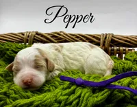 Pepper, a female Golden Mountain Doodle for sale in Travelers Rest, SC – 3 of 7