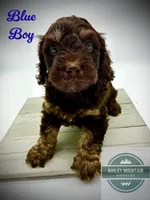Blue Boy, a male Cavapoo for sale in Travelers Rest, SC – 5 of 8