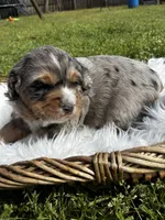 Polly, a female Bernedoodle for sale in Travelers Rest, SC – Photo 8 of 8