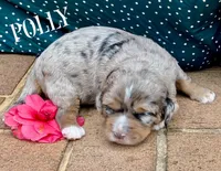 Polly, a female Bernedoodle for sale in Travelers Rest, SC – Photo 5 of 8