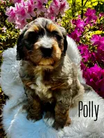 Polly, a female Bernedoodle for sale in Travelers Rest, SC – Photo 6 of 8